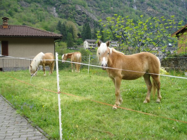 лошади в Швейцарии, гид по Швейцарии, природа Швейцарии, трансфер Цюрих С Мориц, ВИП трансферы Швейцария